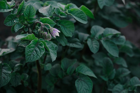 Green leaves pattern background. sweet potato leaves nature dark green tone background.の写真素材