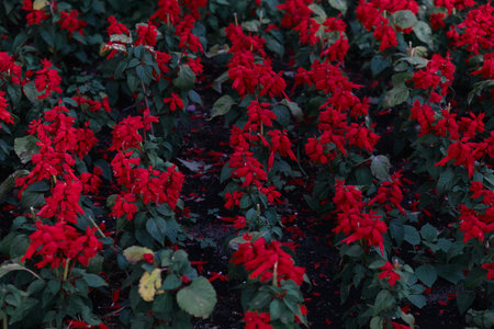 this little red flower growing up and getting taller in publick parkの写真素材