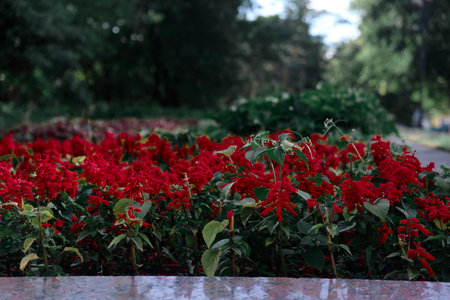 this little red flower growing up and getting taller in publick park