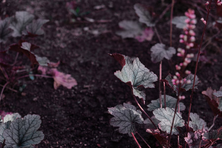 Texture pattern of plant in trendy colorの写真素材