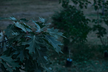 Soft focused dark shot of green oak tree leaves