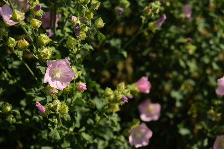 Vibrant pink purple blooming calibrachoa flowers and a bee collecting nectar from it close up in...