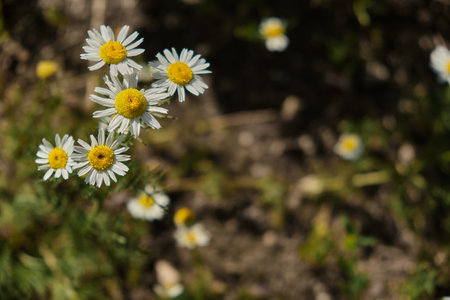 Chamomile flower field. Camomile in the nature. Field of camomiles at sunny day at nature. Camomile daisy flowers in summer day. Chamomile flowers field wide background in sun lightの写真素材