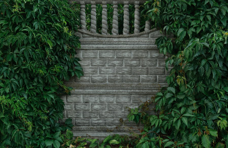 green ivy full of large leaves on a concrete modern fence wall. Space for copy or text. Ivy plants....