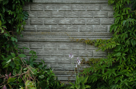 green ivy full of large leaves on a concrete modern fence wall. Space for copy or text. Ivy plants. Grapevine on a grey background. cement palisade covered with plant forming a frame.の写真素材