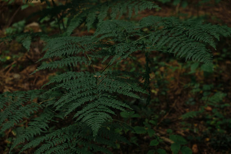 Background of the dark green leaves of fern and wild plant over the brown soil of the forestの写真素材