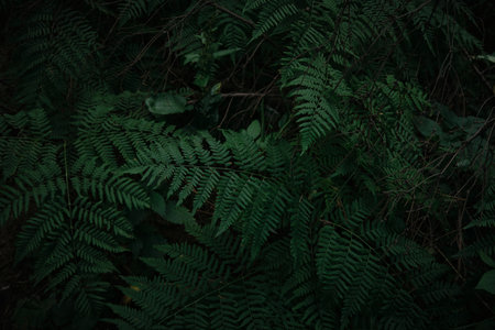 Background of the dark green leaves of fern and wild plant over the brown soil of the forest