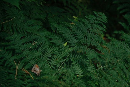 Background of the dark green leaves of fern and wild plant over the brown soil of the forestの写真素材