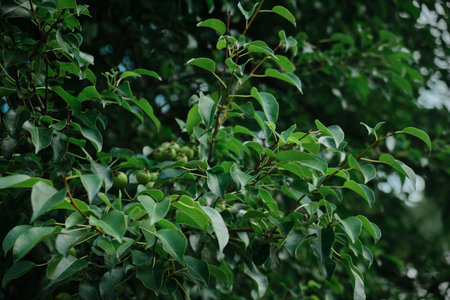 Green cooking apples growing on an old fruit tree, with a blurred background with dappled light shining through the branchesの写真素材