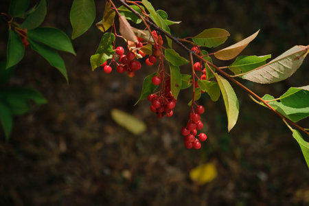 red berries of a wild plant in the forest. red fruits. fruit of a wild tree. red berries green leaves.の写真素材