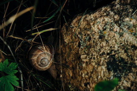 Snail Muller gliding on the wet leaves. Large white mollusk snails with brown striped shell,...