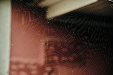 Spider web stretched on a wooden structure. A spider web of silk thread intricately woven by a small arthropodの写真素材