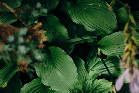 dark green leaf, large foliage, abstract texture, nature background