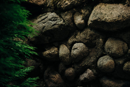 Massive wall background with plants Mossy rustic texture Rough stone of ancient building Green moss...