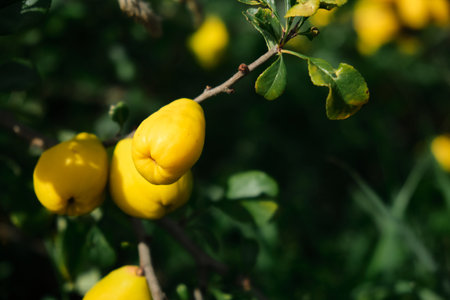 yellow quince fruit close-up on a bush. Flowers background. Natural background.の写真素材