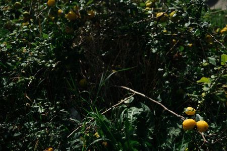 yellow quince fruit close-up on a bush. Flowers background. Natural background.の写真素材