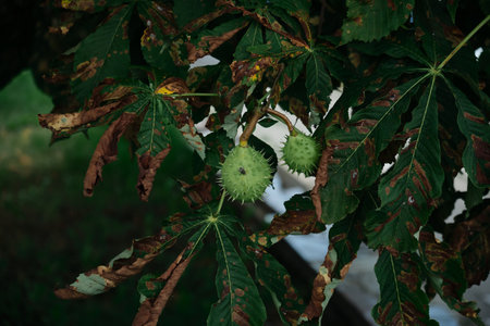 Horse chestnuts on the branches of a tree. Green chestnuts on a tree in the forest. The fruits of horse chestnut are hanging on the tree, in the leaves. Ripening prickly fruits of horse chestnut.の写真素材