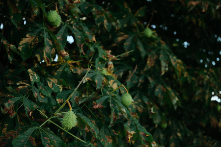 Horse chestnuts on the branches of a tree. Green chestnuts on a tree in the forest. The fruits of horse chestnut are hanging on the tree, in the leaves. Ripening prickly fruits of horse chestnut.の写真素材