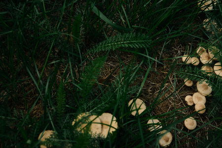A group of small inedible mushrooms grow from a destroyed tree. The fungus in the woods outdoors