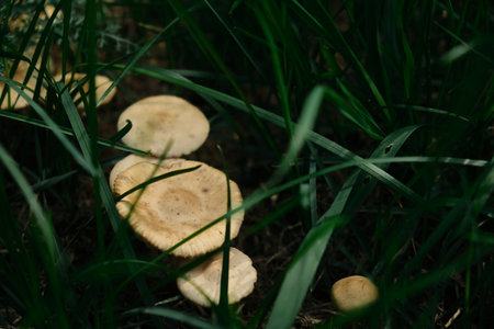 A group of small inedible mushrooms grow from a destroyed tree. The fungus in the woods outdoorsの写真素材