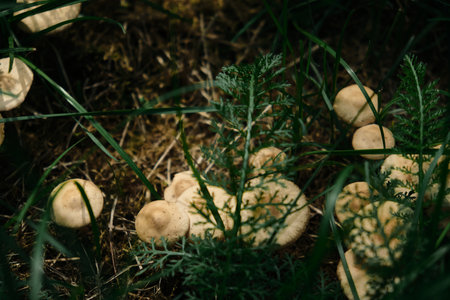 A group of small inedible mushrooms grow from a destroyed tree. The fungus in the woods outdoorsの写真素材