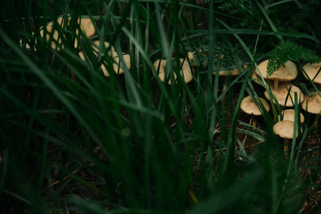 A group of small inedible mushrooms grow from a destroyed tree. The fungus in the woods outdoorsの写真素材