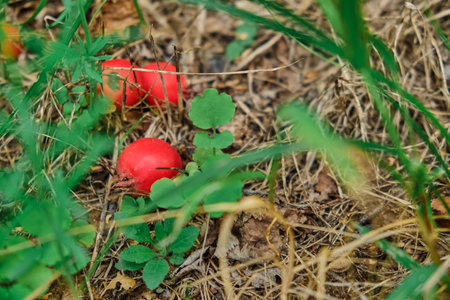 Hunds rose (Rosa canina), dog rose, hagrose, dog rose or heather rose, with ripe fruit.の写真素材