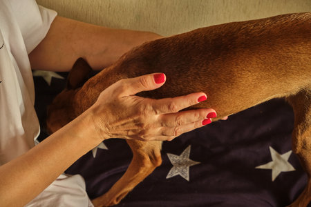 Female hand touching while stroking a cute little shy toy terrier dog. Care and tenderness for a petの写真素材