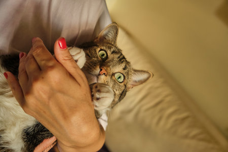 Pretty woman hug cat and stay near bed with happy emotion while cat look at camera with day lightの写真素材