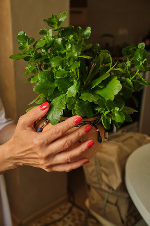 A young woman takes care of a houseplant with pink flower budsの写真素材