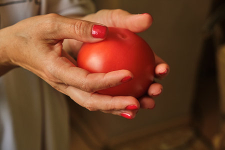 Close-up of a young woman's hand harvesting red juicy tomatoes. Picks a large tomato from a branch of a plant bush.の写真素材