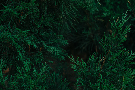Dark green Juniper bush branches texture
