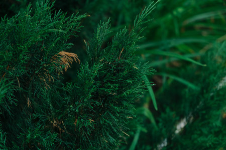 Dark green Juniper bush branches textureの写真素材