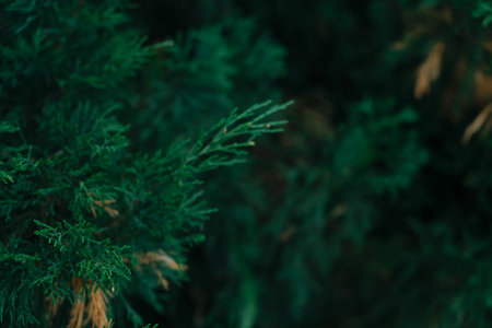 Dark green Juniper bush branches textureの写真素材