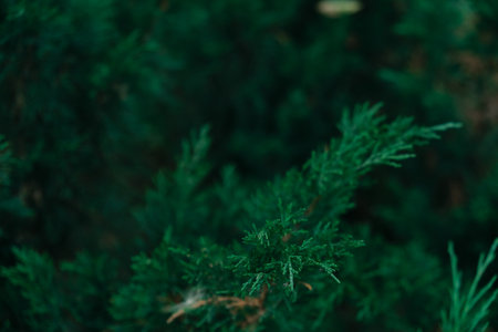 Dark green Juniper bush branches textureの写真素材
