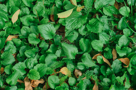 Plantago major There are parallel veins that diverge in wider leaf. The inflorescences on long stalks with short spikes numerous tiny wind-pollinated flowers.の写真素材