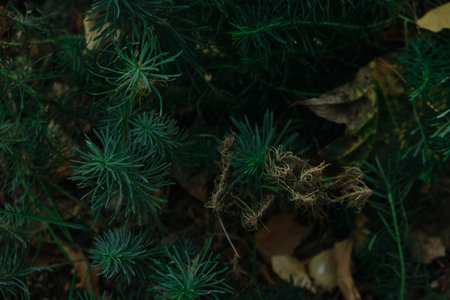 Dark green Juniper bush branches texture