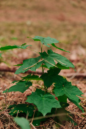 Young maple leaves in morning light
