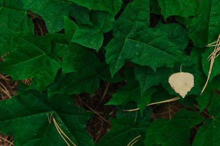 Young maple leaves in morning lightの写真素材
