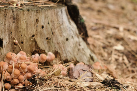 Many poisonous mushrooms growing in forest near tree stump