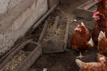 Chickens on traditional free range poultry farmの写真素材