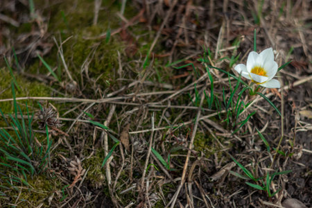 first spring flowers, snowdrops in garden back yard