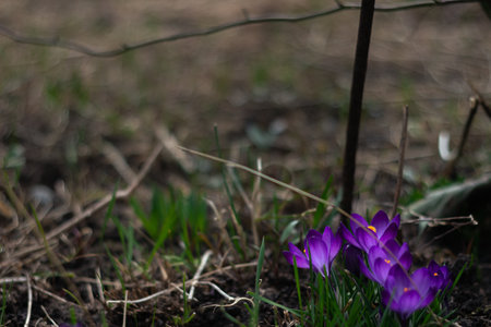 Purple crocus snowdrop growing in the garden. Early spring landscape.