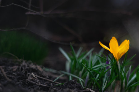 Crocuses yellow blossom snowdrop on a spring sunny day in the open air. Beautiful primroses against a dark backgroundの写真素材