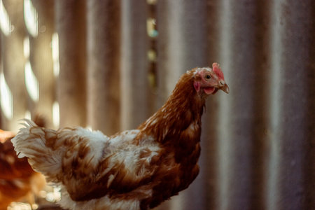 Free range chicken on a traditional poultry farm