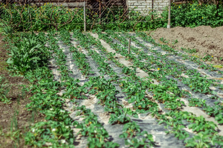 young strawberry bushes seedlings grow on a strawberry patch. gardening and strawberry cultivation conceptの写真素材