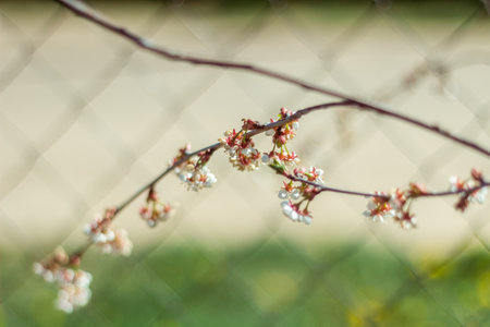Selective focus of beautiful branches of pink Cherry blossoms on the tree under blue sky, Beautiful Sakura flowers during spring season in the park, Flora pattern texture, Nature floral background.の写真素材