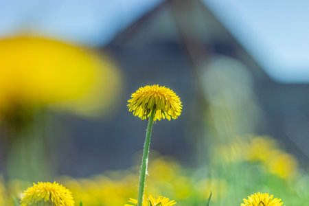 Beautiful flowers of yellow dandelions in nature in warm summer or spring on meadow in sunlight, macro. Dreamy artistic image of beauty of nature. Soft focus.の写真素材