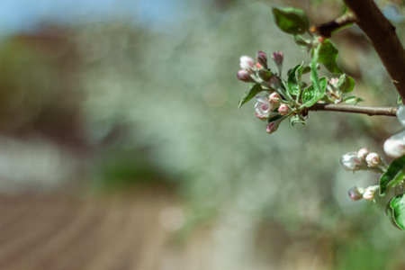 Blooming apple tree in the spring garden. Close up of white flowers on a tree