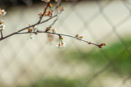 Selective focus of beautiful branches of pink Cherry blossoms on the tree under blue sky, Beautiful Sakura flowers during spring season in the park, Flora pattern texture, Nature floral background.の写真素材